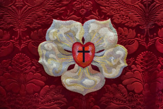 Lutherrose Wittenberg